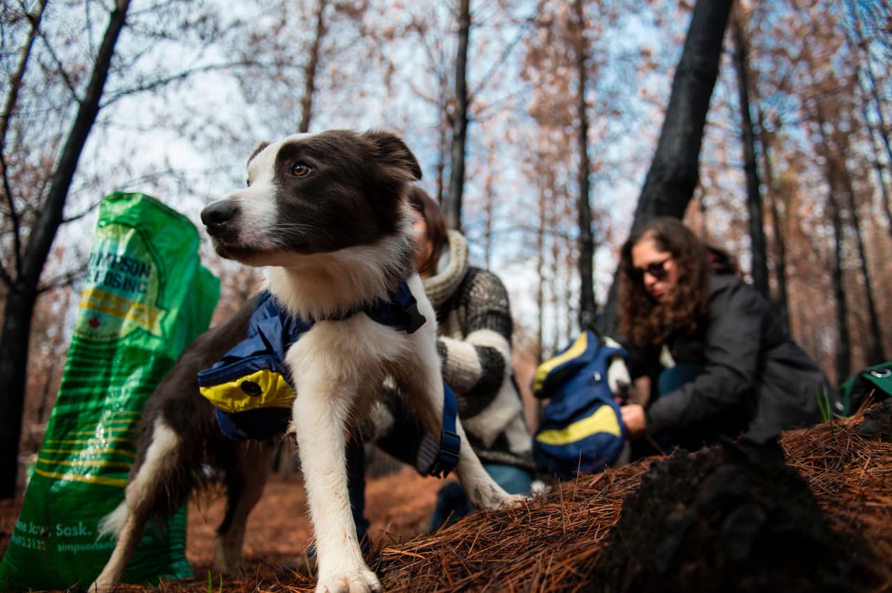 Desde el mes de abril, ya han resembrado 15 bosques diferentes en la región y ya se están viendo los resultados positivos al aparecer brotes de la nueva vegetación en las zonas intervenidas.