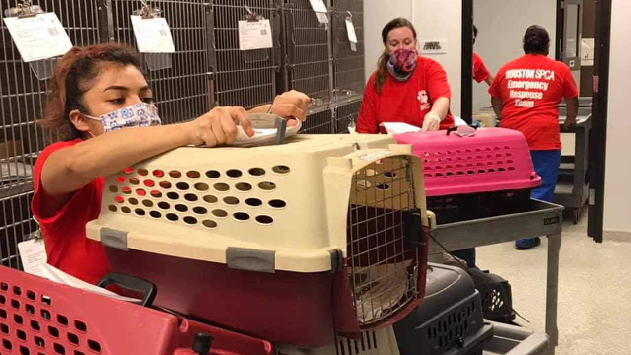 “Gracias a SPCA de Luisiana por el arduo trabajo y esfuerzos de ayuda”, indicó SPCA Houston en una publicación.