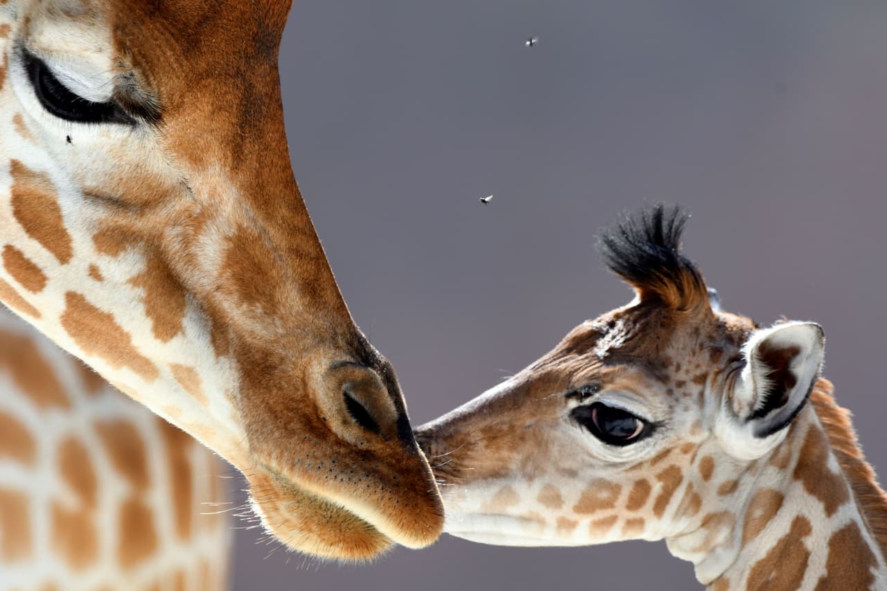 ¿Podremos diferenciar un macho de una hembra a simple vista? La respuesta es si. Debemos fijarnos en los cuernos. En los machos, la copa de los cuernos son casi siempre calvas en comparación con las hembras donde están completamente cubiertas de pelo. ¿Por qué sucede esto? Los machos establecen su dominio peleando con otros machos y se arrancan los pelos de los cuernos. Las hembras no luchan, por lo que nunca pierden el pelo en sus cuernos.