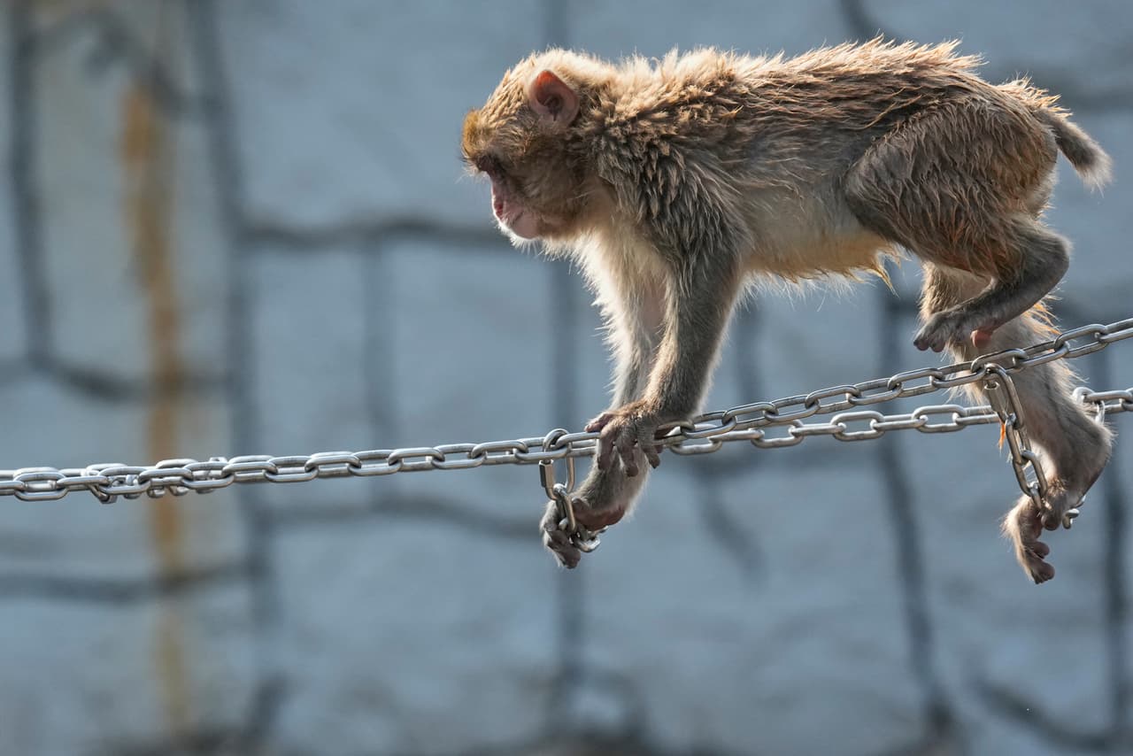 Mientras recibía cuidados especiales, el personal del zoológico le entregó un peluche de orangután para brindarle seguridad. El pequeño macaco comenzó a abrazarlo constantemente.