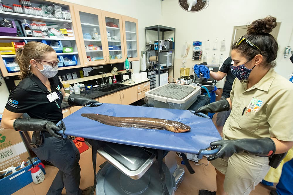 Viven entre 10 y 15 años los machos, y entre 12 y 22 años las hembras. 
<br>