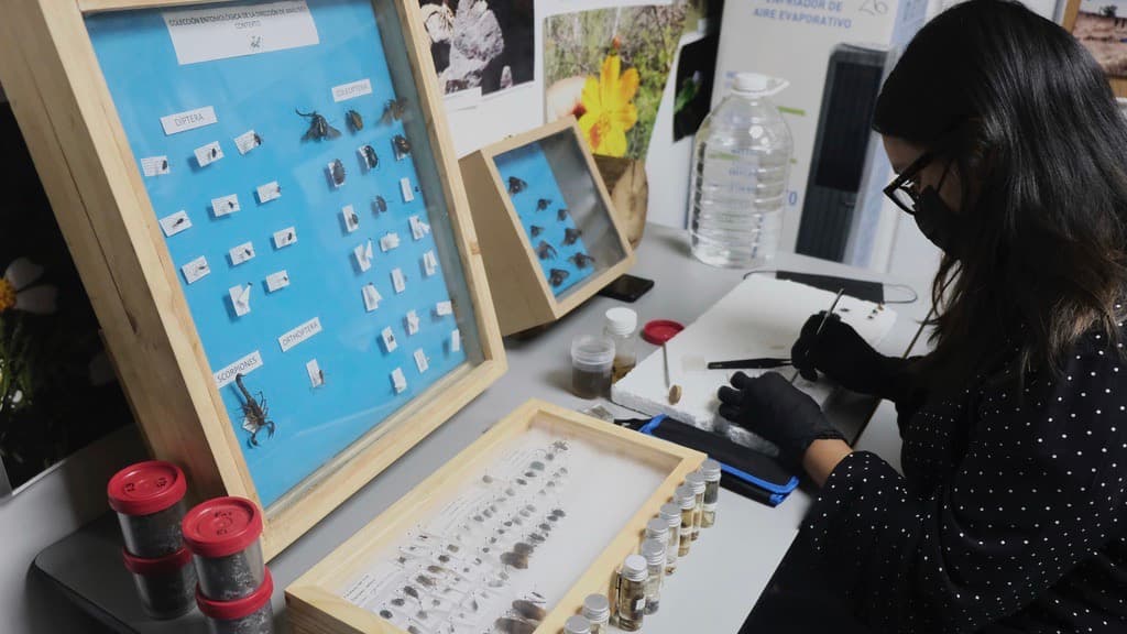 Una especialista examina criaturas rastreras recolectadas de fosas clandestinas como parte de un proyecto de investigación para ayudar a localizar personas desaparecidas, en Guadalajara, México, el viernes 11 de julio de 2025.