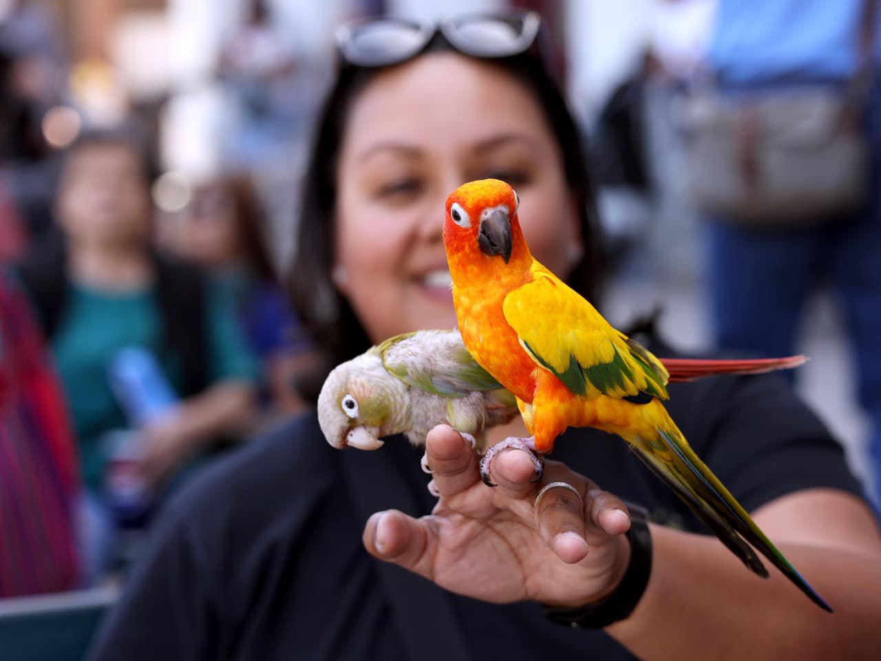 <b>Gaby Sánchez</b> con las cotorritas 
<b>'Jodeci'</b>, en primer plano, y 
<b>'Corny Collins',</b> cuya dueña Sonja Rideout llevó a bendecir por el arzobispo de Los Ángeles.