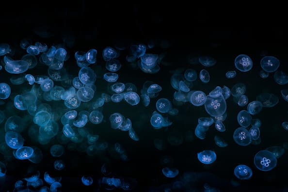 La criatura rosa de aspecto alienígena se llama así por su campana translúcida, similar a la luna, según el Acuario de la Bahía de Monterey.