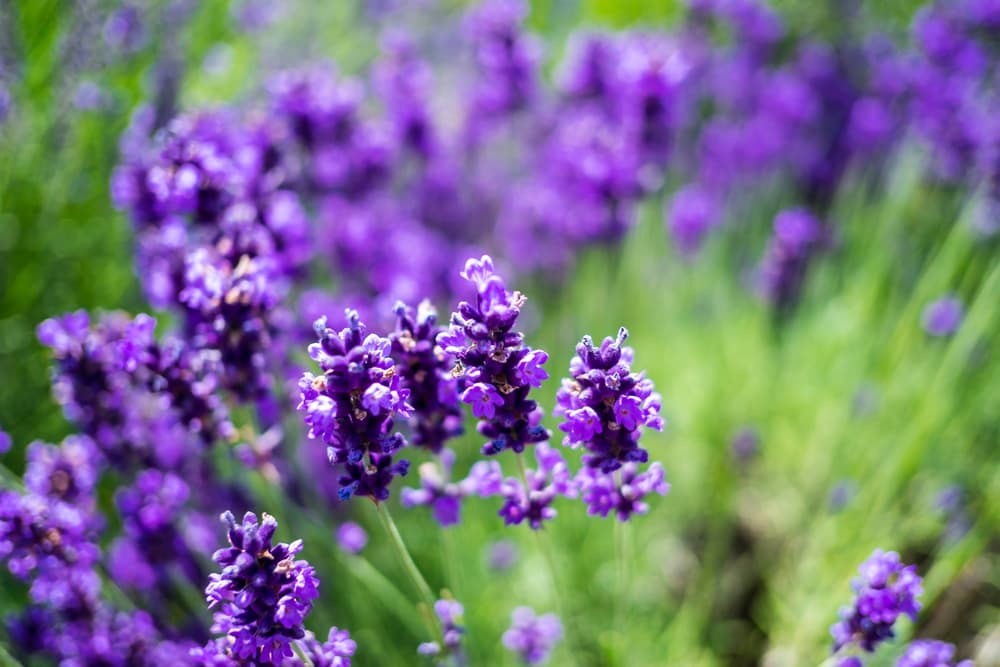 <b><a href="https://www.univision.com/entretenimiento/rituales/la-lavanda-y-sus-multiples-propiedades-magicas-fotos" target="_blank">LAVANDA </a></b>
<br>Esta poderosa planta, además de una gran esencia, es maravillosa para limpiar la energía de tu hogar, pues sirve contra 'trabajos' de brujería, mal de ojo, envidas y muchas cosas negativas que quieren atacarnos.