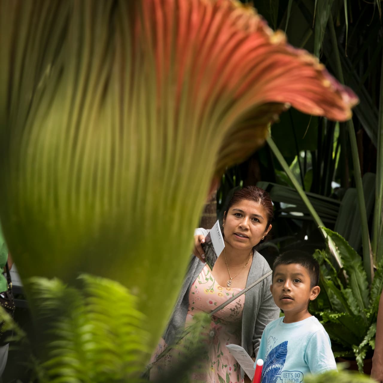 El florecimiento de esta especie es una gran atracción turística. En 2016, un especímen atrajo a más de 25,000 visitantes.