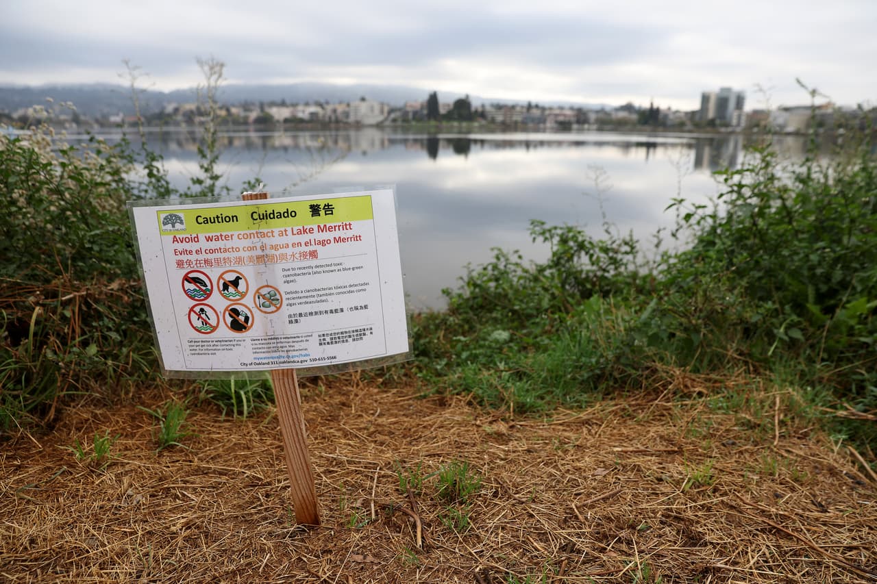 Concretamente se habla del alga 
<i>Heterosigma akashiwo</i>, una especie tóxica para los animales marinos.
<br>