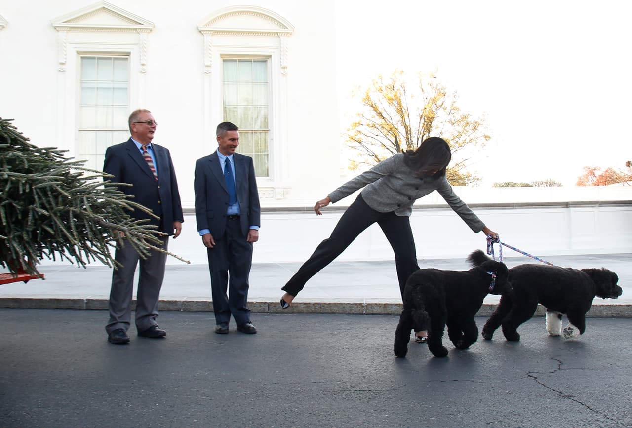 Las imágenes de Michelle Obama y sus perros nos devuelven innevitablemente a su tiempo en la Casa Blaca. A pesar de su apariencia apacible, los perros de agua portugueses son conocidos por su capacidad protectora y su tremenda fuerza que, incluso, les da para halar trineos. No nos sorprende entonces que más de una vez la primera dama se haya visto arrasada por su fuerza como ocurrió ese noviembre, de 2015, cuando Bo y Sunny salieron corriendo una vez arribó el árbol de navidad a la Casa Blanca.
