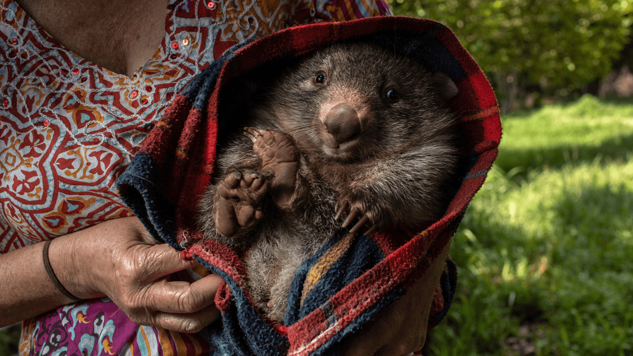 Los wombats son los únicos animales que hacen popó cuadrada