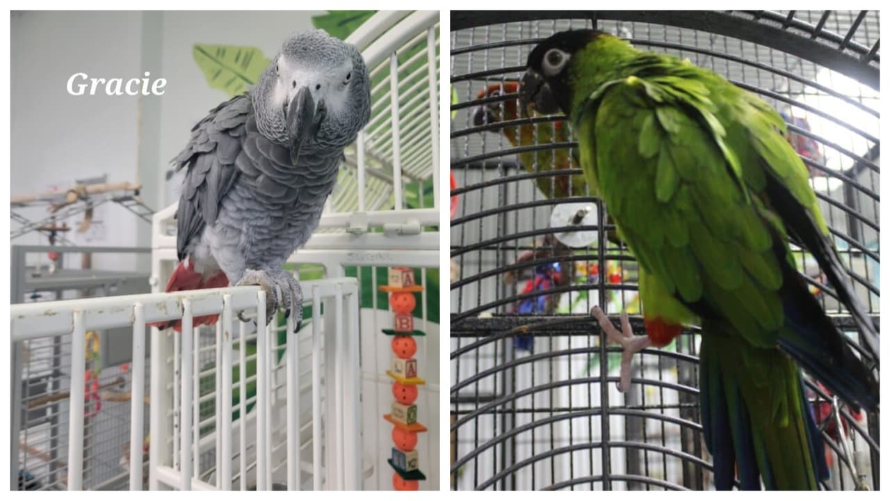 Los ladrones cortaron el servicio de energía antes de entrar por las aves.