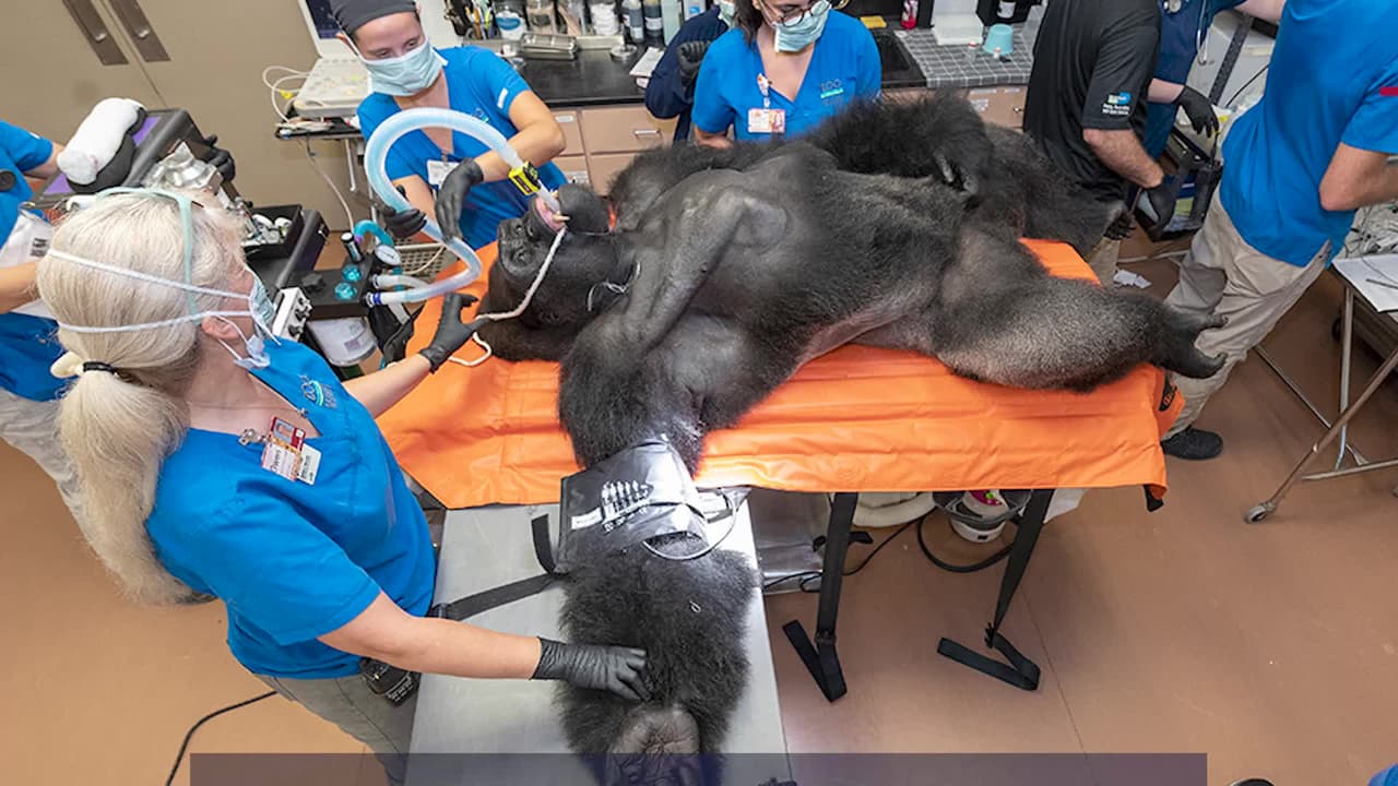 Barney es un gorila de 28 años del zoológico de Miami que 
<a href="https://www.univision.com/local/miami-wltv/chequeo-medico-que-le-hicieron-a-barney-un-enorme-gorila-del-zoologico-de-miami-fotos">padecía neumonía desde octubre pasado. </a>