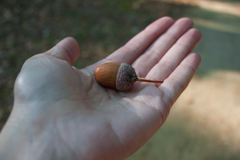 Si llevas una bellota en tu bolsillo, lucirás siempre joven. ¡Vamos por varias!