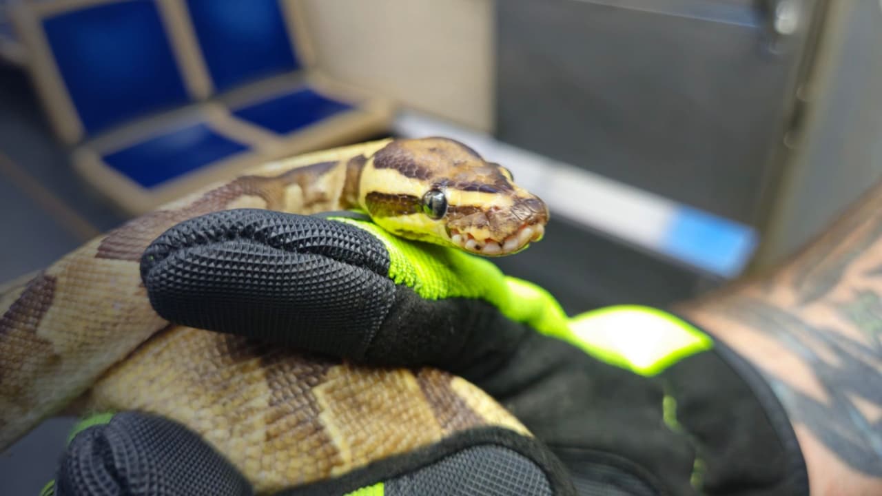 La historia de Lucius, la pitón bola que se le perdió a "un pirata" en el metro de Chicago 