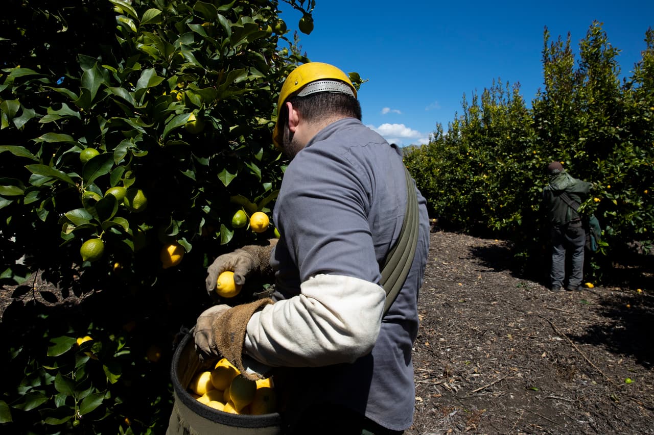 El Sindicato de Trabajadores del Campo (UFW), organización que los aboga y representa, lanzó una campaña de concientización a través de redes sociales, y a la vez de donación para estos trabajadores, en su mayoría indocumentados que no tienen seguro médico y tampoco derecho al seguro de desempleo.