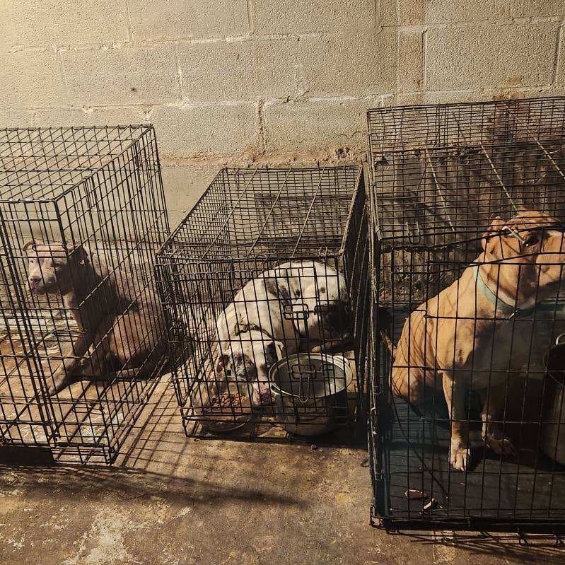 El miércoles 7 de enero, la policía del condado de Cook ejecutó
<b> una orden de allanamiento como parte de una investigación por narcóticos,</b> que derivó en la confiscación de 18 perros y diversos artículos, entre ellos armas de fuego, arcos, flechas, cuchillos y drogas.
<br>