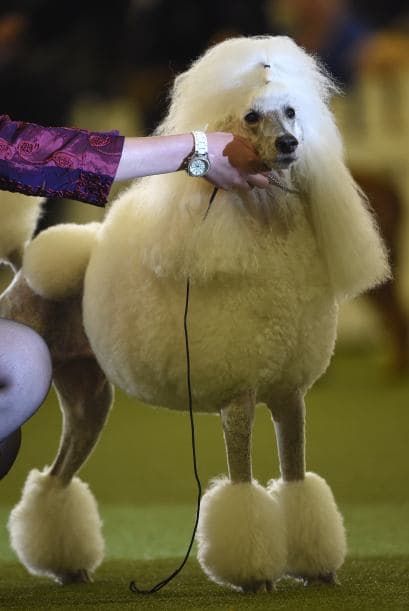 Y si de elegancia se trata checa a estos poddles, impecables a la hora de su participación.