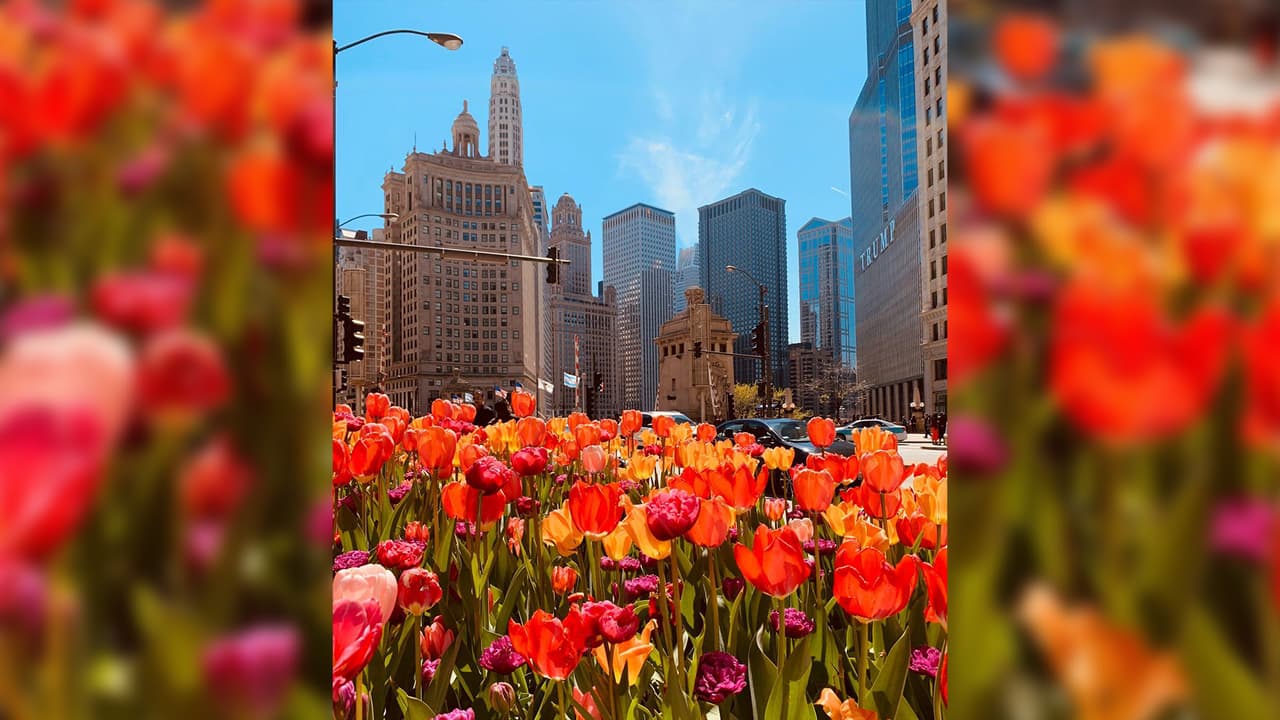 Hacia 1780, Jean Baptiste DuSable, un hombre de origen haitiano se estableció en la región y se casó con una nativa americana llamada
<i>Kittihawa</i>. DuSable es considerado el primer habitante permanente de lo que llamaban
<i>Eshikagou</i>.