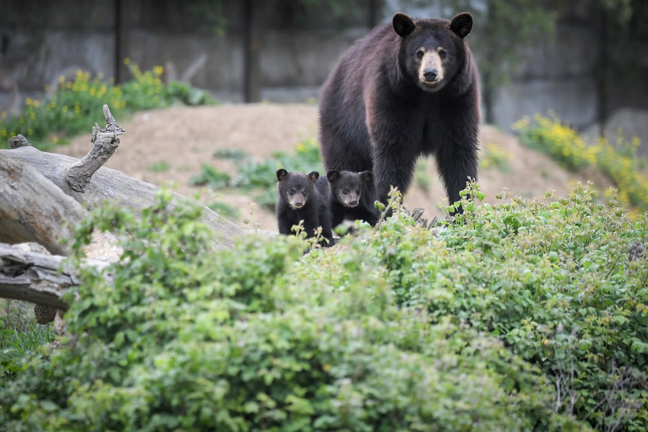 Ten especial cuidado si ves una hembra con cachorros; nunca te coloques entre una madre y su cachorro, y nunca intentes acercarte a ellos. Las posibilidades de un ataque aumentan enormemente si te percibe como un peligro para sus cachorros.