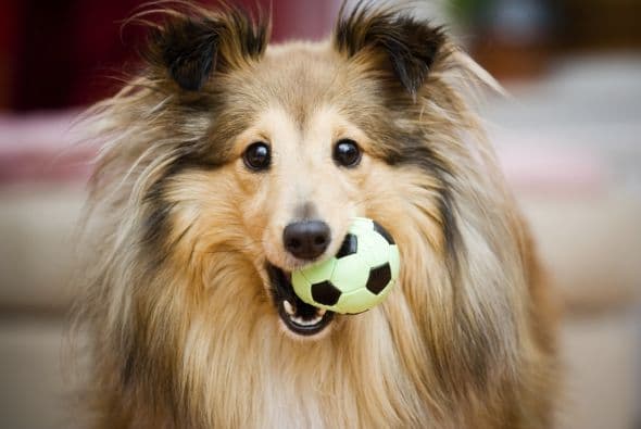 Hay que cuidar sus dientes, ya que serían propensos a infecciones.