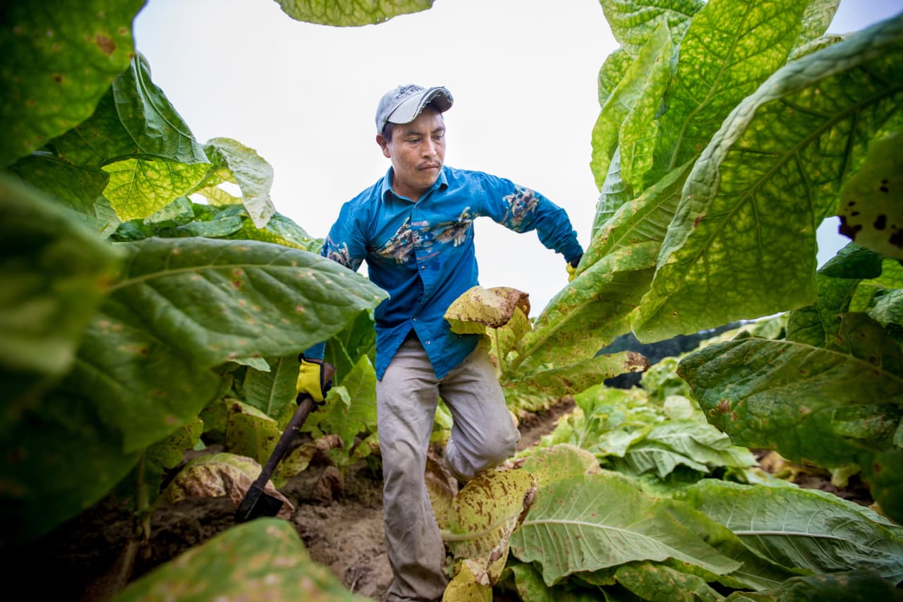 Rosalino García Santiago, de 33 años, cosecha tabaco burley cerca de Fountain Run, Kentucky. El trabajador migrante de Santa Ana, Oaxaca, México, deja a su esposa y tres hijos de nueve meses a la hora de ganar un salario digno.