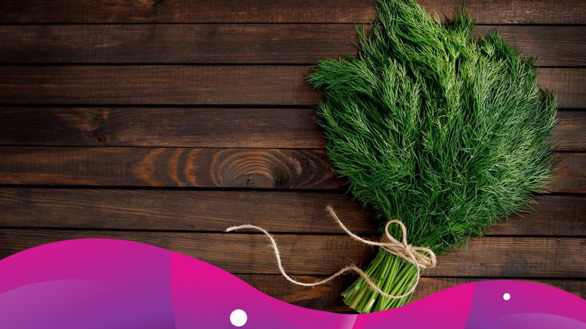 Eneldo: hierba mágica y esotérica