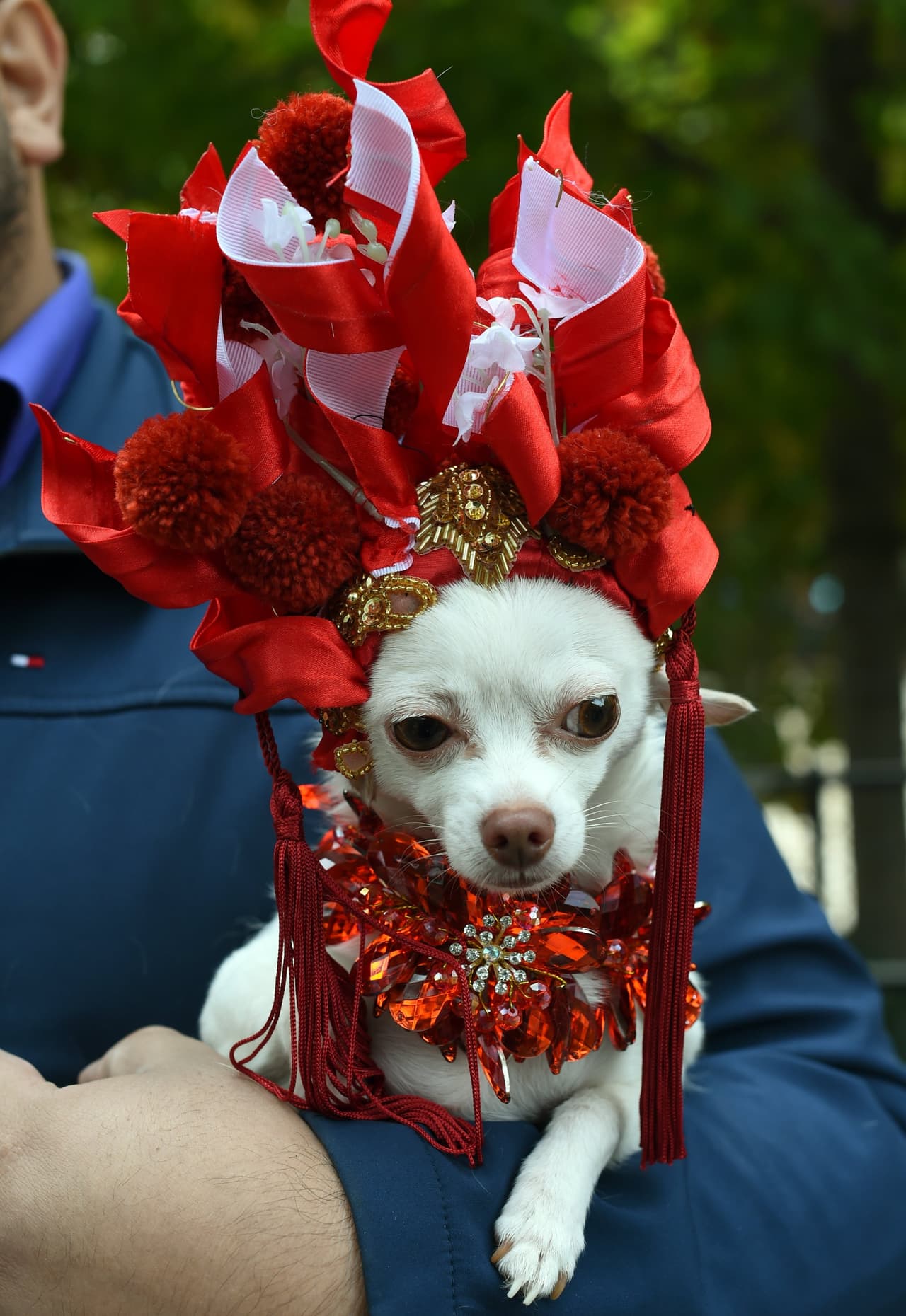 Mira todos los disfraces de las mascotas concursantes y sus dueños entre los que hubo todo tipo de dinosaurios, tal vez aprovechando el reciente estreno de la película 'Jurassic World', o también algunos inspirados en 'Volver al Futuro', además hubo cocodrilos, dragones, personajes de 'El Mago de Oz', 'Los Picapiedra' y hasta algunos perritos disfrazados de Donald Trump.