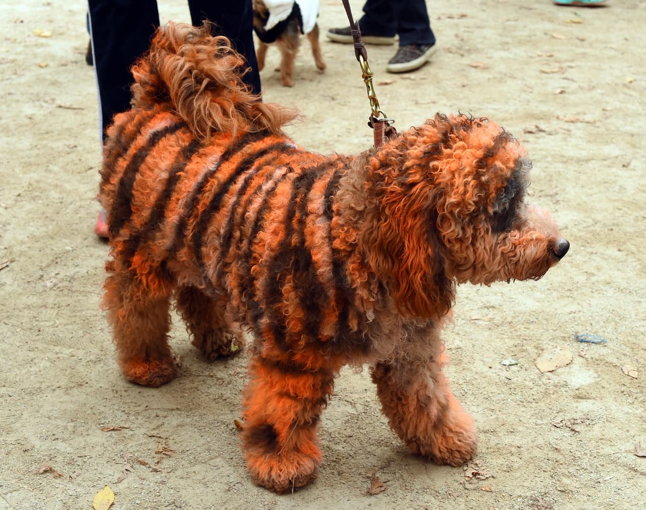 Incluso este French Puddle fue pintado como un tigre y aunque no ganó, sin duda acaparó las miradas de todos.