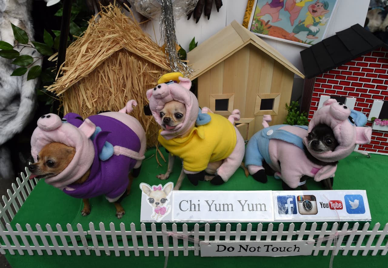 Unos chihuahuas se disfrazaron de puerquitos y todo mundo los adoró ya que se veían súper tiernos.