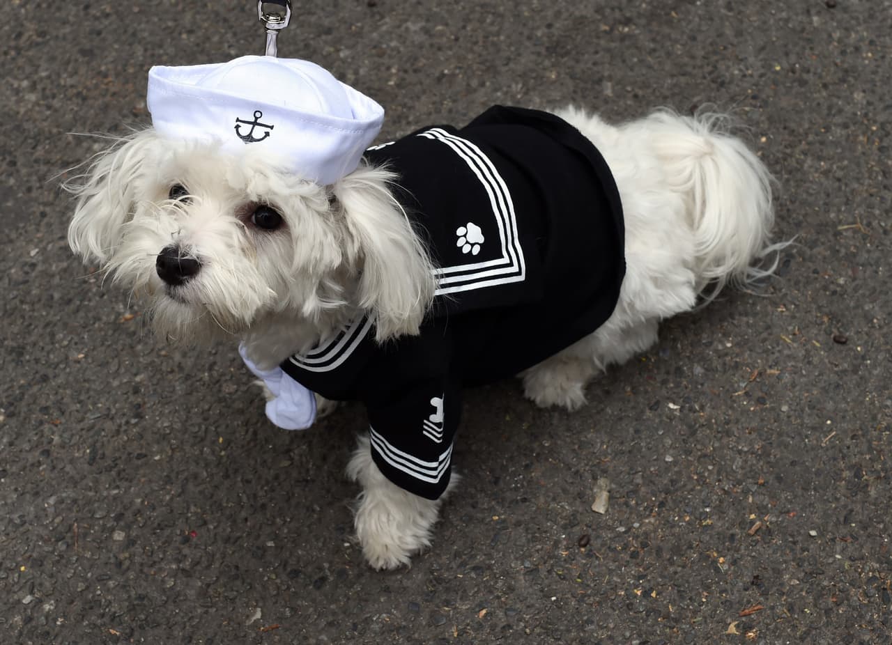 Este año fue la edición numero 25 del evento , y los perritos fueron vestidos con los disfraces más tiernos y creativos.