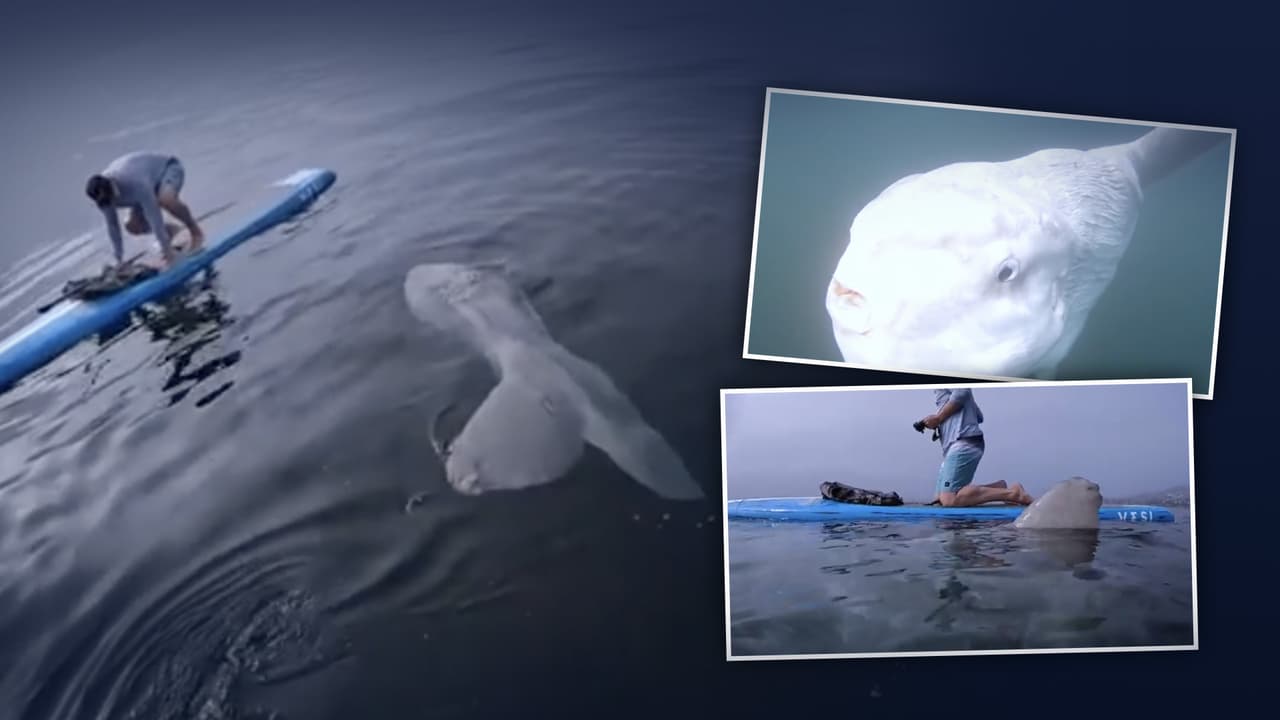 <b>En video: <b>Un pez gigante y feo nunca antes visto nada cerca de un hombre y el hecho queda captado en video</b></b>
<br>
<br>Un pez gigante conocido como Mola-Mola nadó junto a un practicante de remo, que quedó sorprendido por su gran tamaño y lo extraño que lucía debajo del mar.
