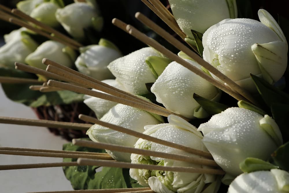 Para el ritual, necesitaremos varillas de incienso de flor de loto para quemar. La flor de loto transforma la mala suerte en buena, cambia las energías dentro de tu casa y además, purifica el ambiente.
