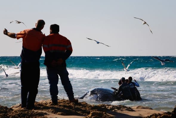Esta vez la ballena bebé tuvo mucha suerte de ser rescatada y liberada con éxito.