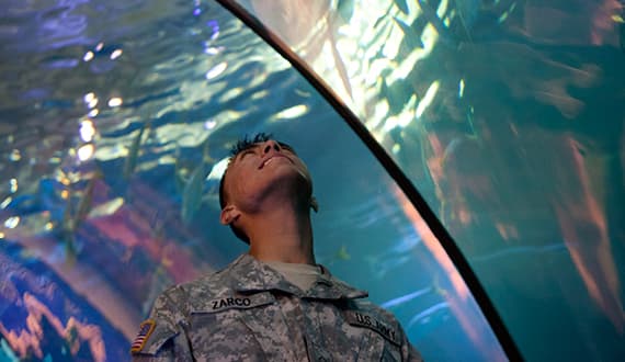 El acuario Shedd anuncia sus días de entrada gratis en septiembre 
