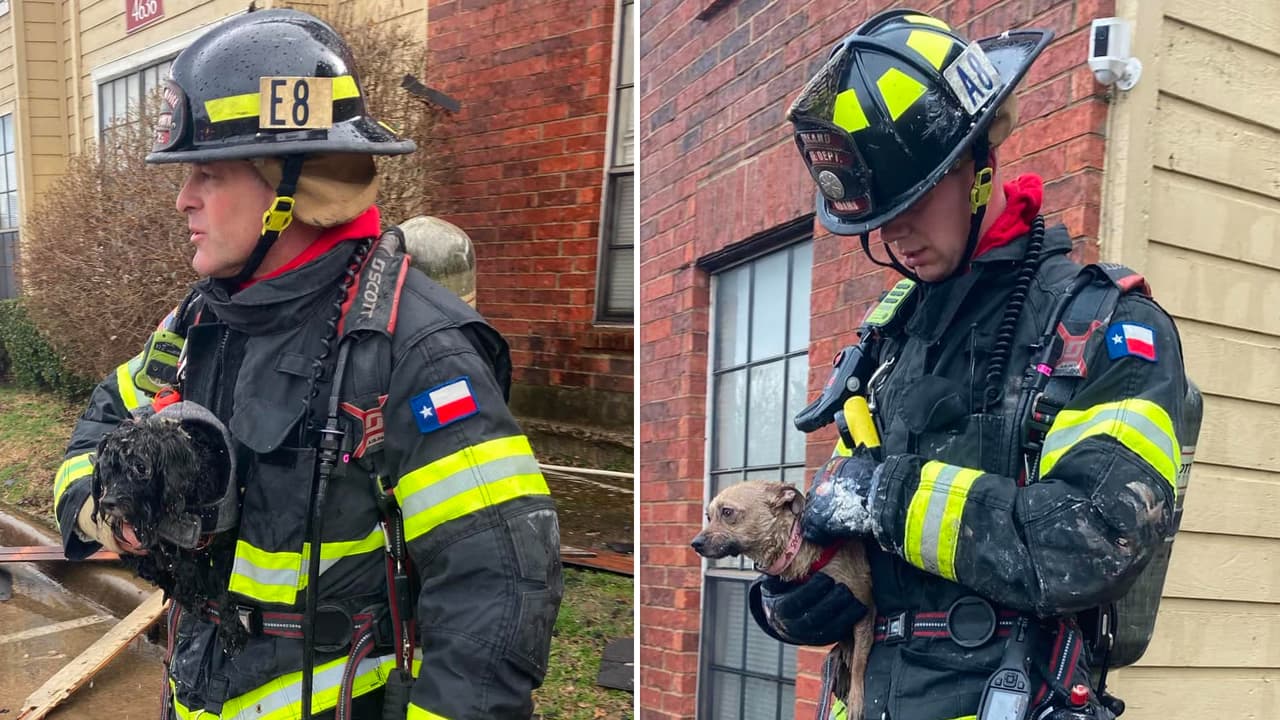 Momentos en que los bomberos de la ciudad de Garland sacan a dos perritos que estaban atrapados en un edificio en medio de un incendio.