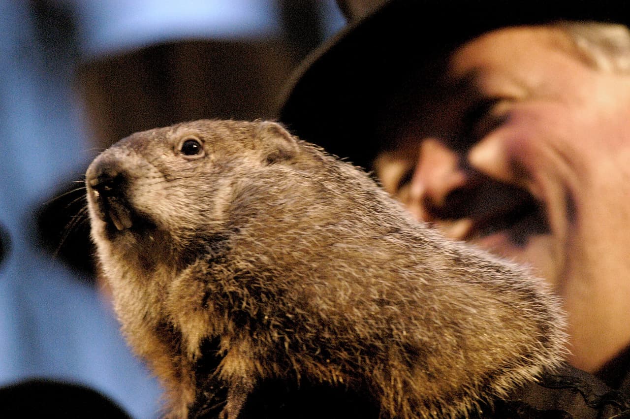 <b>Una dieta especial mantiene a Punxsutawney Phil</b>: Afirman que lo hacen inmortal al alimentarlo con el 'puñetazo de marmota' todos los años.