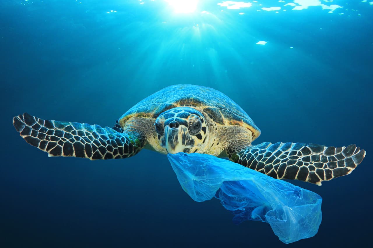 Pero eso no es todo, ya que toda la basura que generamos llega a las playas y ahí contamina los oceanos, poniendo en peligro a muchísimas especies, como tortugas o peces, que se comen el plástico confundiéndolo con su alimento.