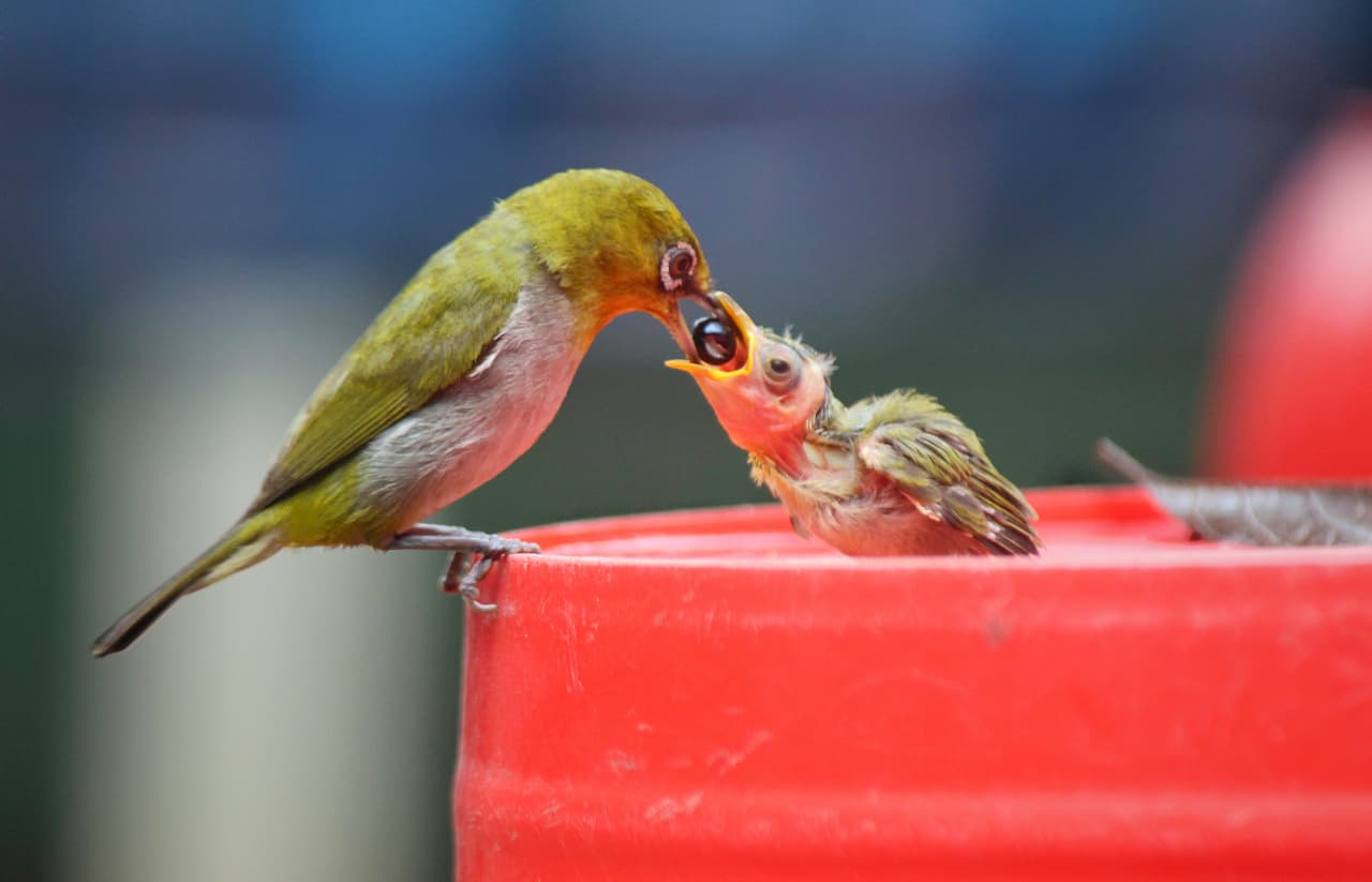 <b>‘Mamá cariñosa’</b>. Finalista en la categoría 'jóvenes fotógrafos'. Fue tomada en Dhaka, Croacia. 
<a href="https://www.univision.com/noticias/trending/la-belleza-de-traer-un-nino-al-mundo-estas-son-las-imagenes-ganadores-del-concurso-de-fotografia-de-nacimientos-2020-fotos"><u>Vea aquí las imágenes ganadoras del Concurso de Fotografía de Nacimientos 2020</u></a>