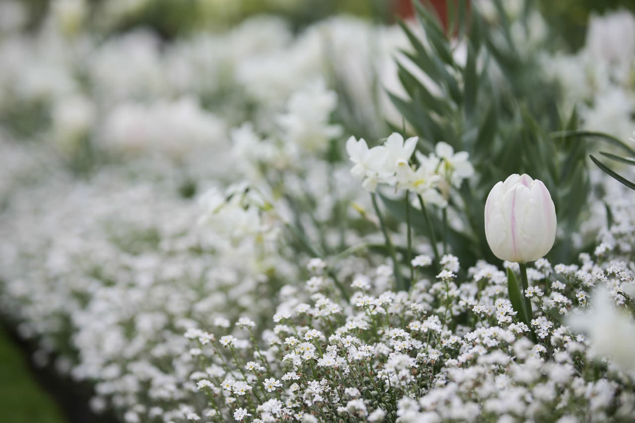 Gracias a ella rosas, lilas, tulipanes, nomeolvides y otras flores de este color florecieron en los jardines del Palacio de Kensington.