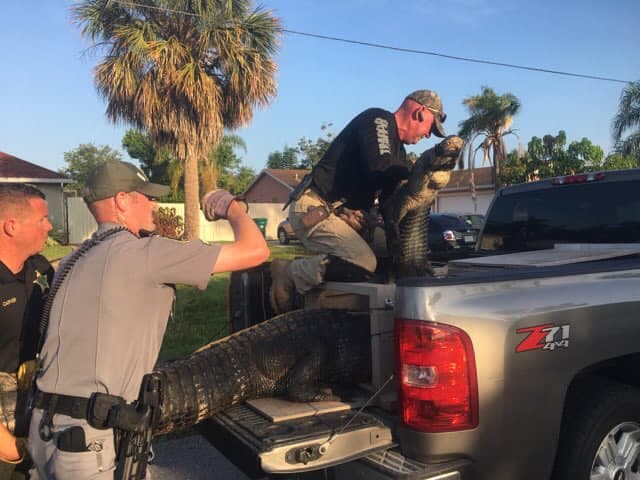 Su larga cola aún quedaba por fuera del auto cuando casi terminaban de asegurarlo dentro de la patrulla.
<br>