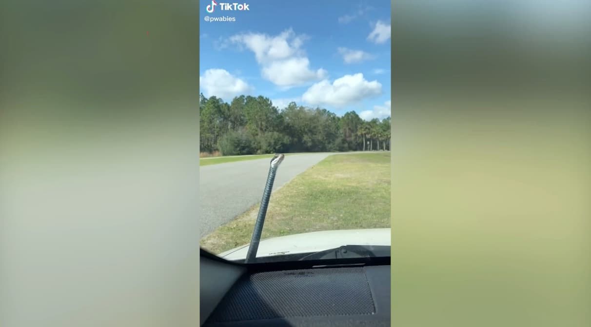 Solo pasa en Florida: conduce tranquila su carro y aparece una serpiente en el parabrisas 