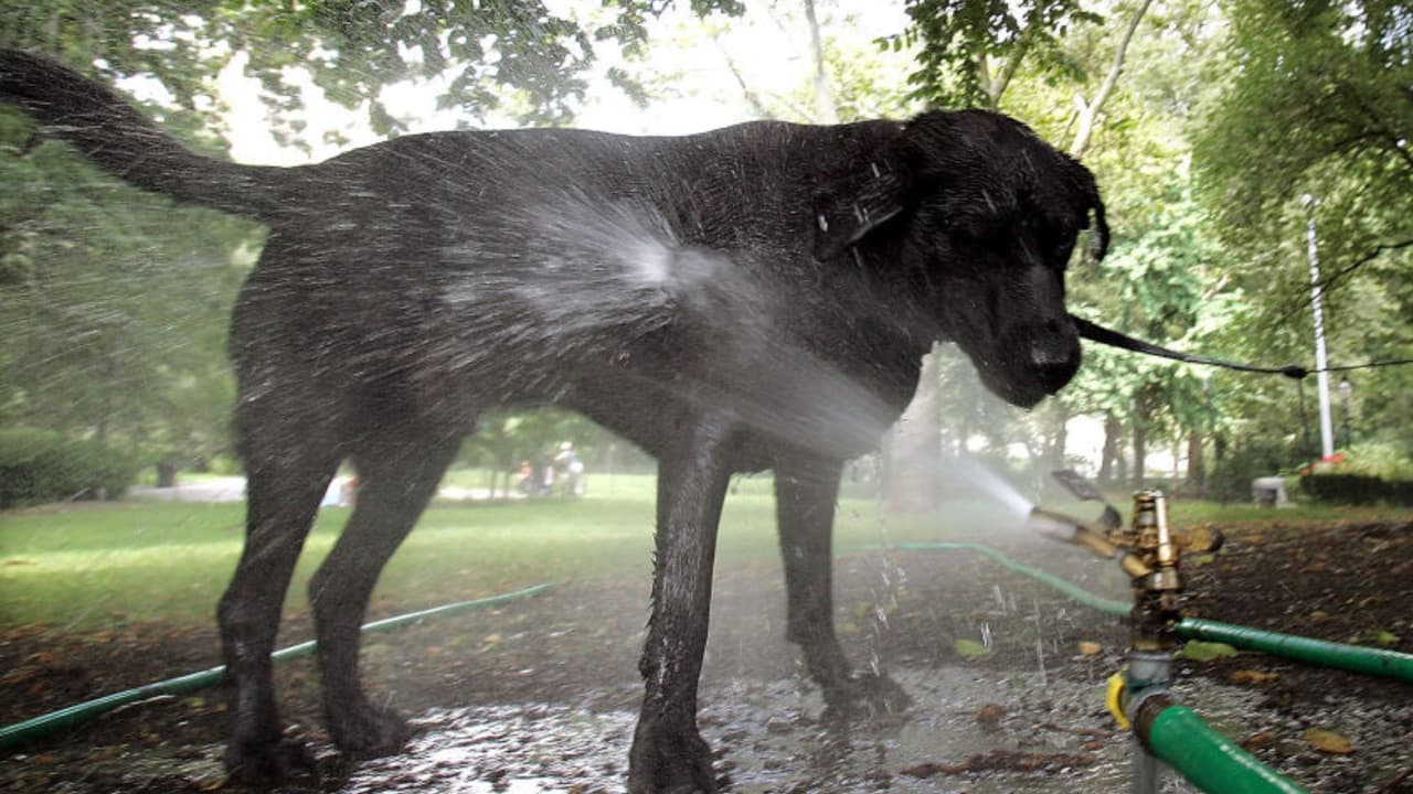 Consejos para cuidar a tus mascotas del calor extremo