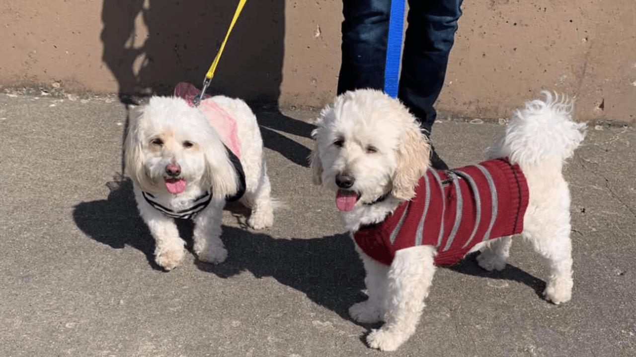 "Mis dos babies Maggie & Oso disfrutando del día".