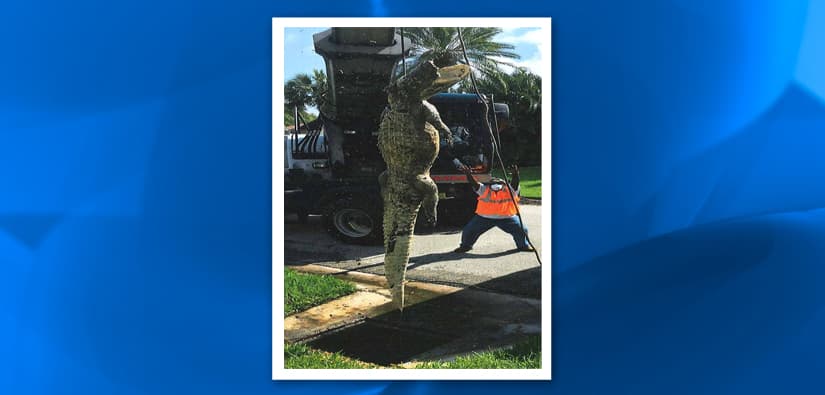 Florida: Caimán de 11 pies obstruye sistema de alcantarillado