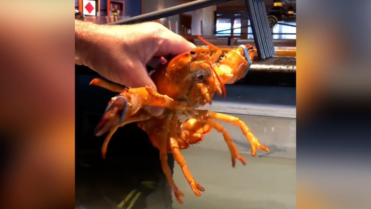 A través de Estados Unidos, más de 540 restaurantes de la cadena 
<b>se mantienen operando</b>. Uno de ellos es el 
<b>Red Lobster de Hollywood</b>, Florida, donde el 12 de julio de 2022 rescataron a la 
<b><a href="https://www.univision.com/local/miami-wltv/cheddar-langosta-naranja-red-lobster-acuario-de-myrtle-beach" target="_blank">langosta Cheddar.</a></b>