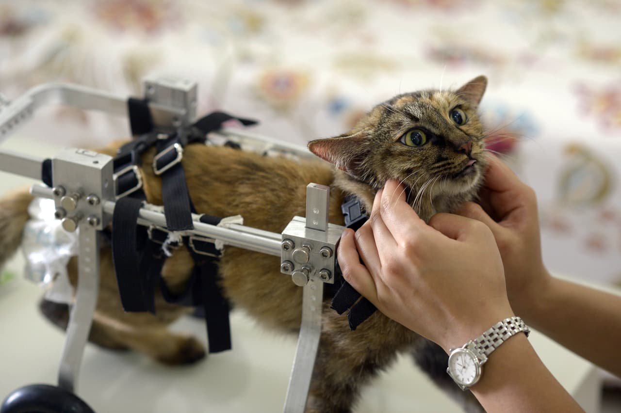 Es maravilloso lo que puede hacer el amor por las mascotas.