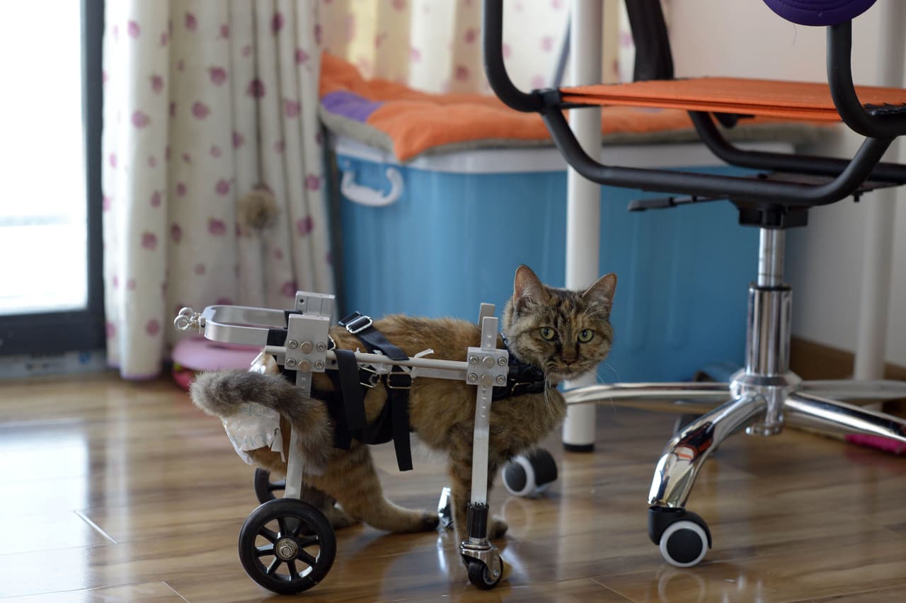 Además, para mejorar su estado, lleva al gato a sesiones de acupuntura e hidroterapia