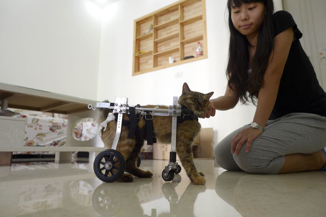 La silla ha permitido que se mueva sin parar un solo minuto.