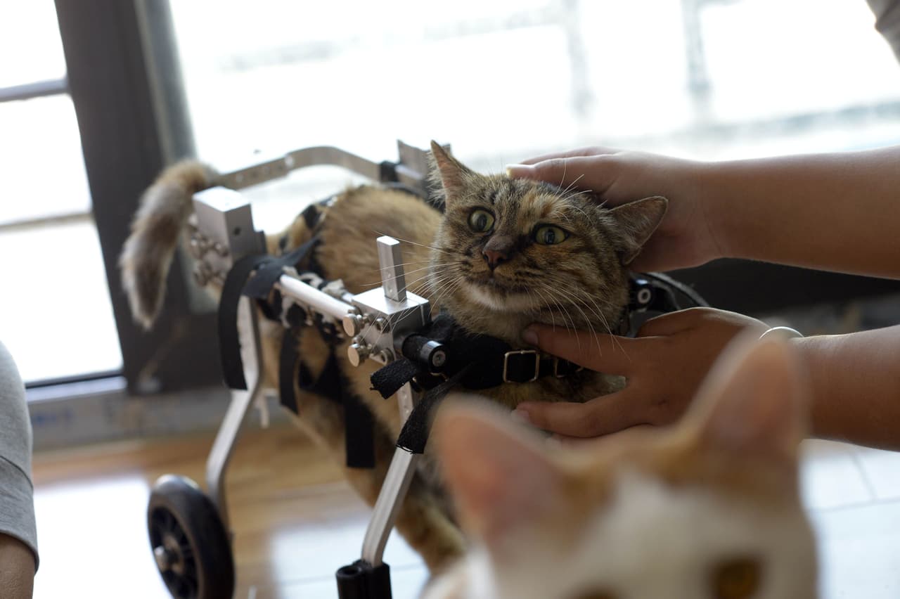 Devuelven la esperanza a un tierno minino