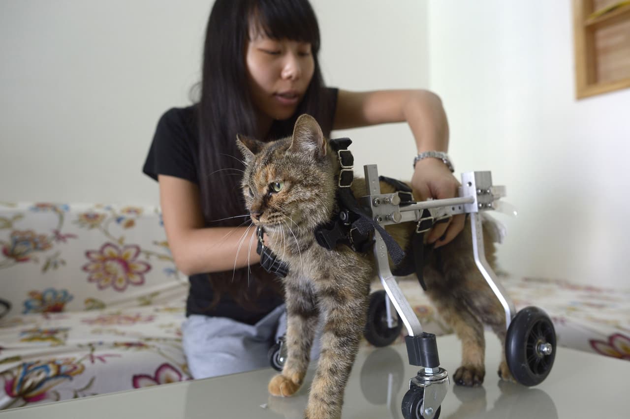 Devuelven la esperanza a un tierno minino