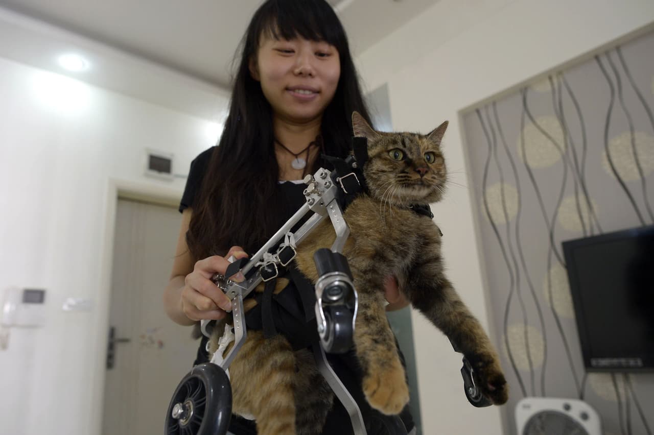 Desde que adoptó al minino, Xiaojiu ha tenido una vida más feliz.